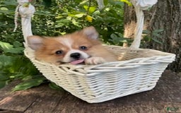 Pomeranian dogs for sale: Betsy - Image 8