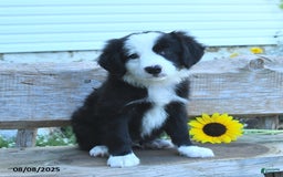 Border Collie dogs for sale: Ronan - Image 3
