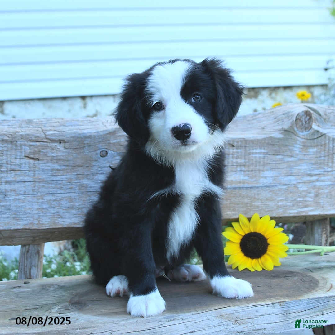 Border Collie dogs for sale: Ronan - Image 3