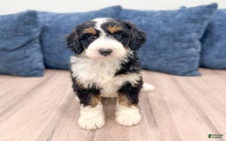 Mini Bernedoodle dogs for sale: Piper - Image 1