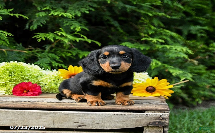 Miniature Dachshund dogs for sale - Ad 4