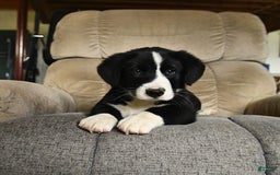 Bernese Mountain Dog dogs for sale: Felix - Image 4