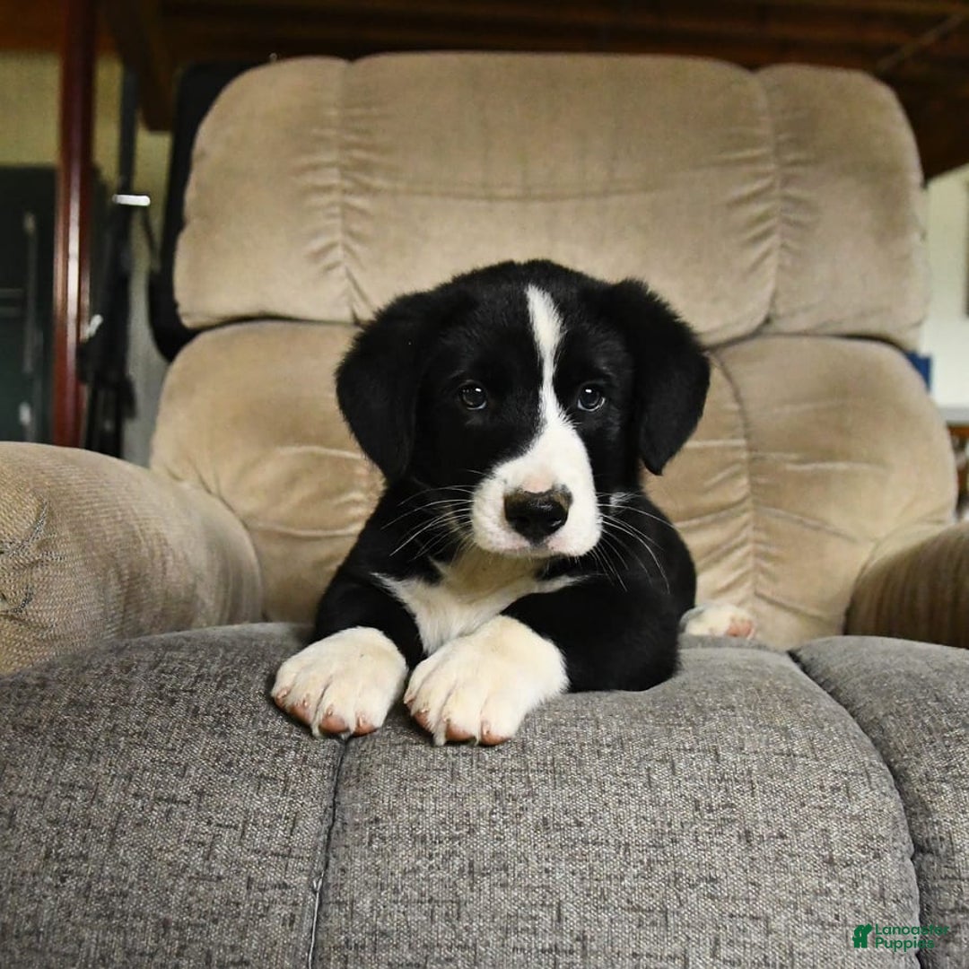 Bernese Mountain Dog dogs for sale: Felix - Image 4