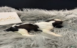 English Springer Spaniel dogs for sale: Dip - Image 4