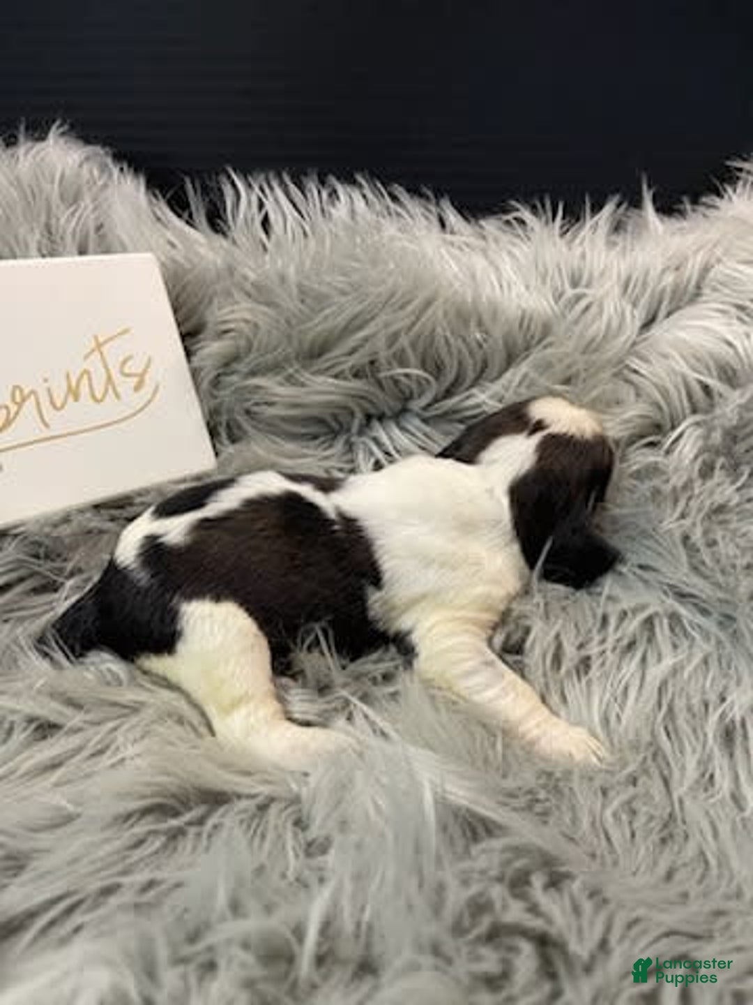 English Springer Spaniel dogs for sale: Dip - Image 4