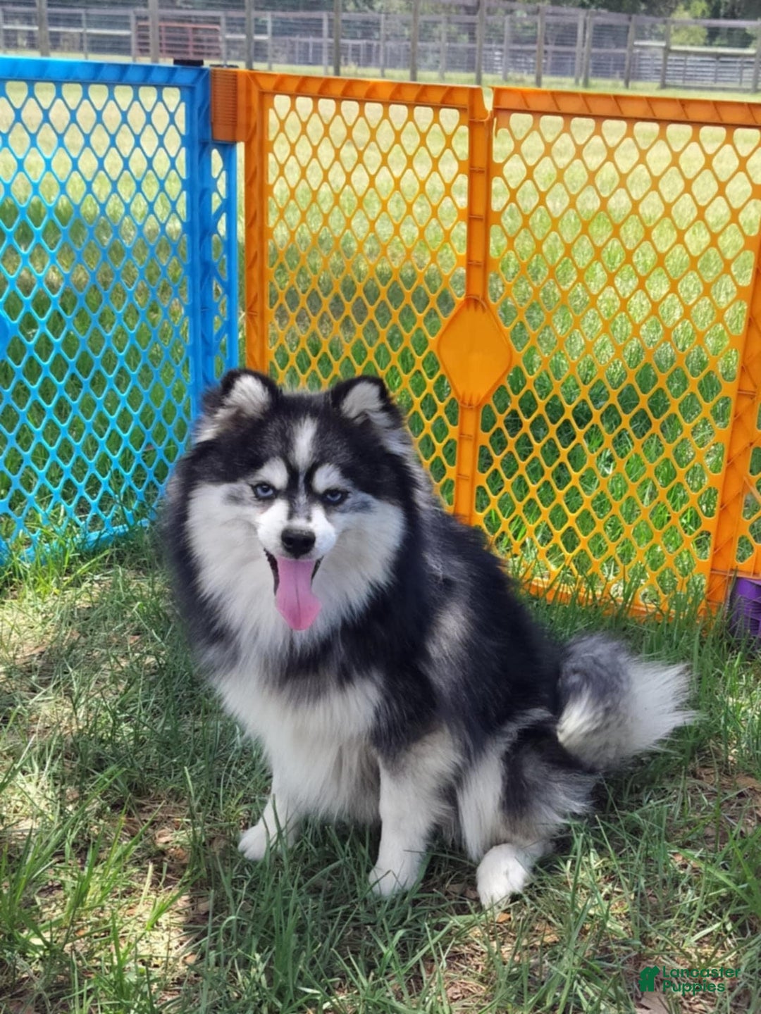 Pomsky dogs for sale: Nugget - Image 6
