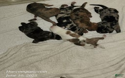 Catahoula Leopard Dog dogs for sale: Duchess 2025 - Image 3