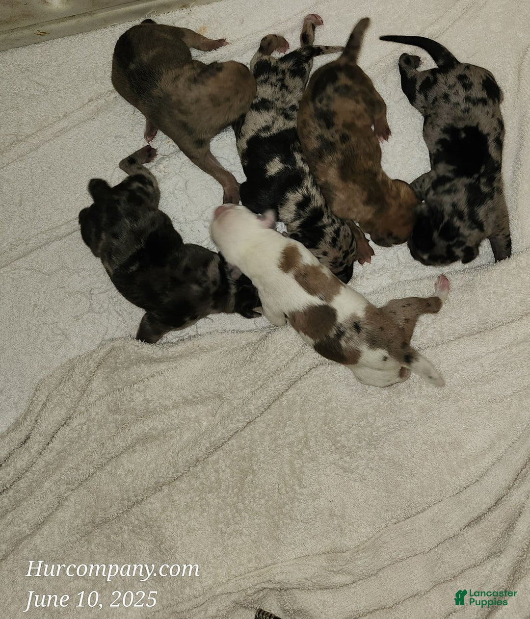 Catahoula Leopard Dog dogs for sale: Duchess 2025 - Image 3