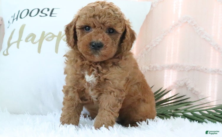 Mini Goldendoodle dogs for sale - Ad 2