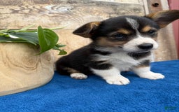 Welsh Corgi Pembroke dogs for sale: Clara - Image 4