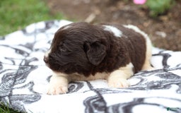 Newfoundland dogs for sale: Maple - Image 2