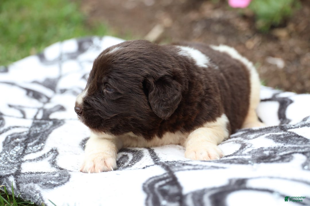Newfoundland dogs for sale: Maple - Image 2