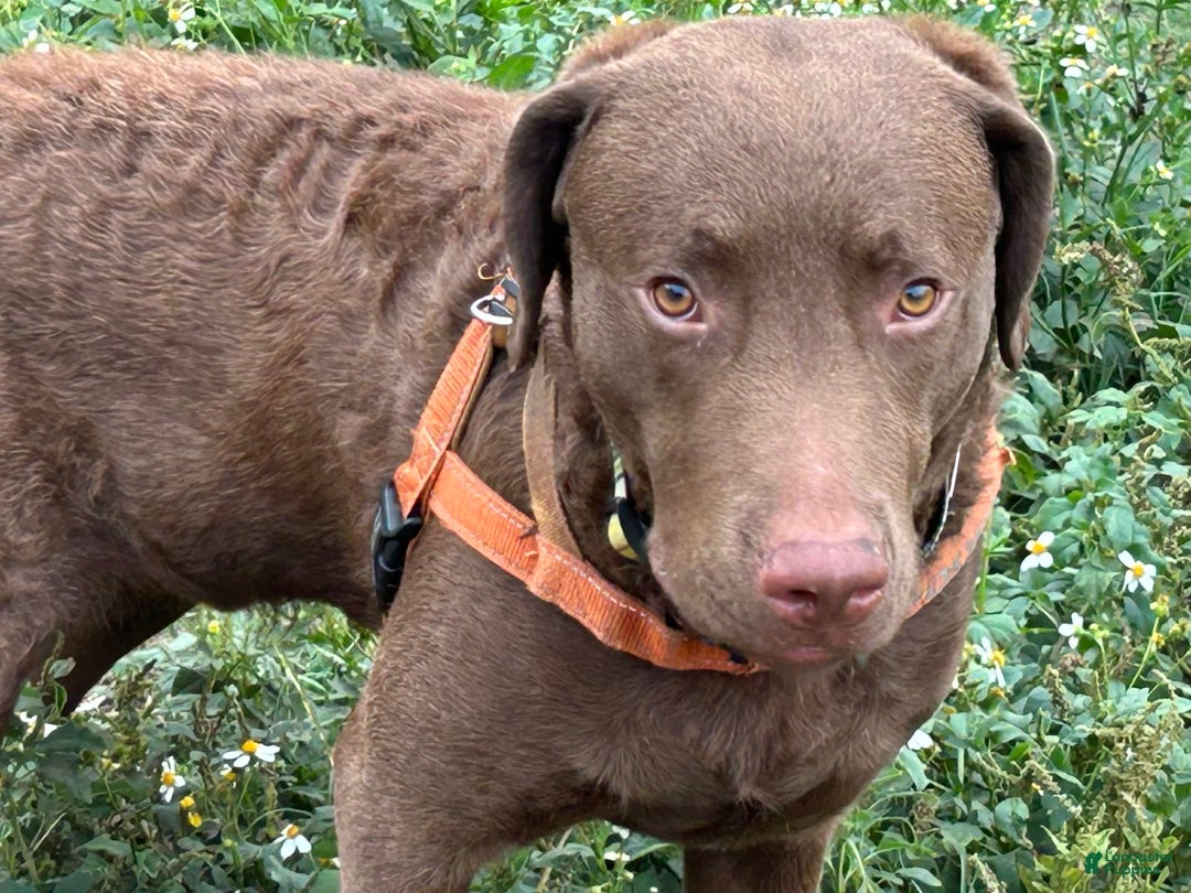 Chesapeake Bay Retriever dogs for sale: Female Purple Collar - Image 13