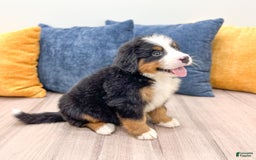 Bernese Mountain Dog dogs for sale: Zeke - Image 4