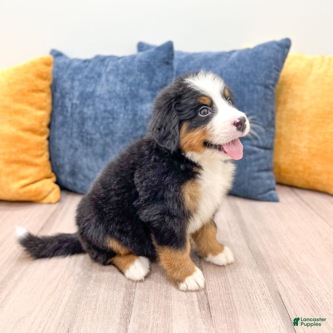 Bernese Mountain Dog dogs for sale: Zeke - Image 4