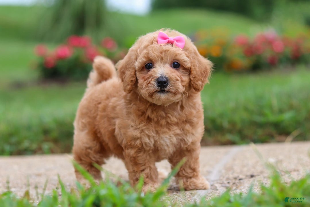 Maltipoo dogs for sale: Cori - Image 5
