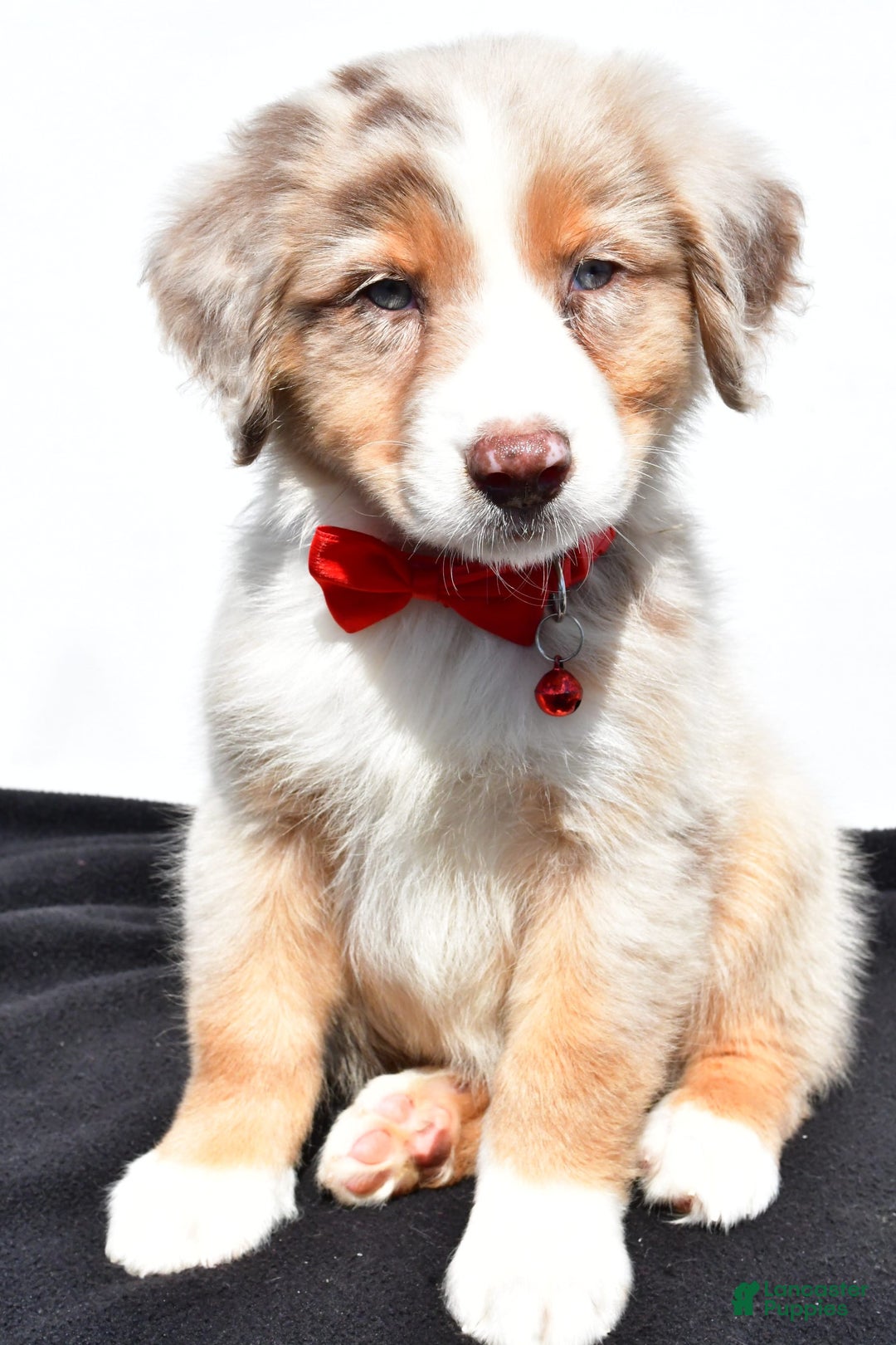 Australian Shepherd dogs for sale: Kobe - Image 8