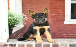 German Shepherd dogs for sale: Monty - Image 1