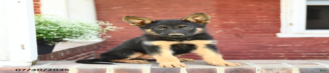 Monty