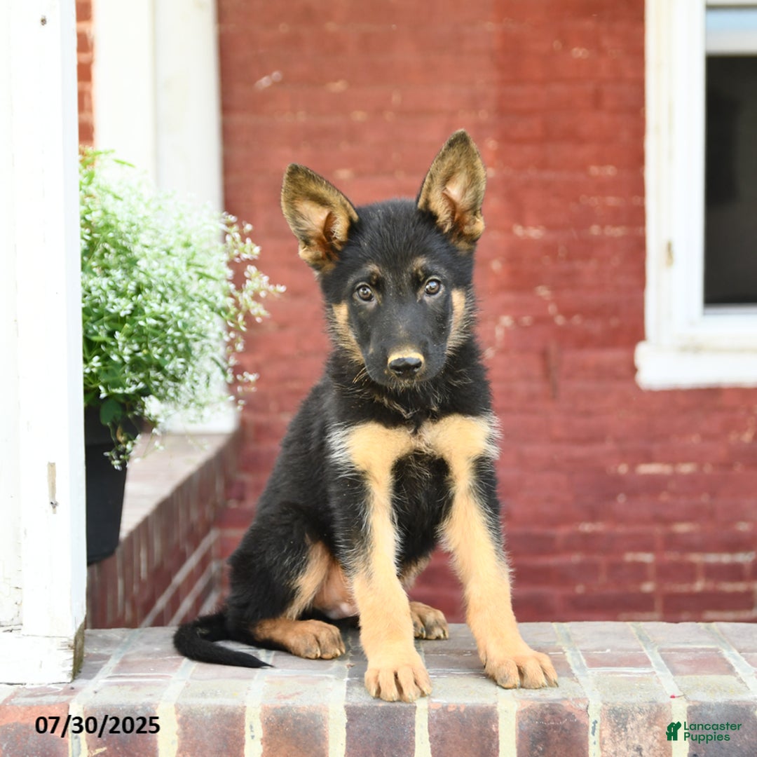 German Shepherd dogs for sale: Monty - Image 1