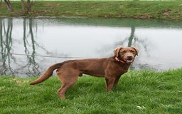 Labrador Retriever dogs for sale: Dixie - Image 7