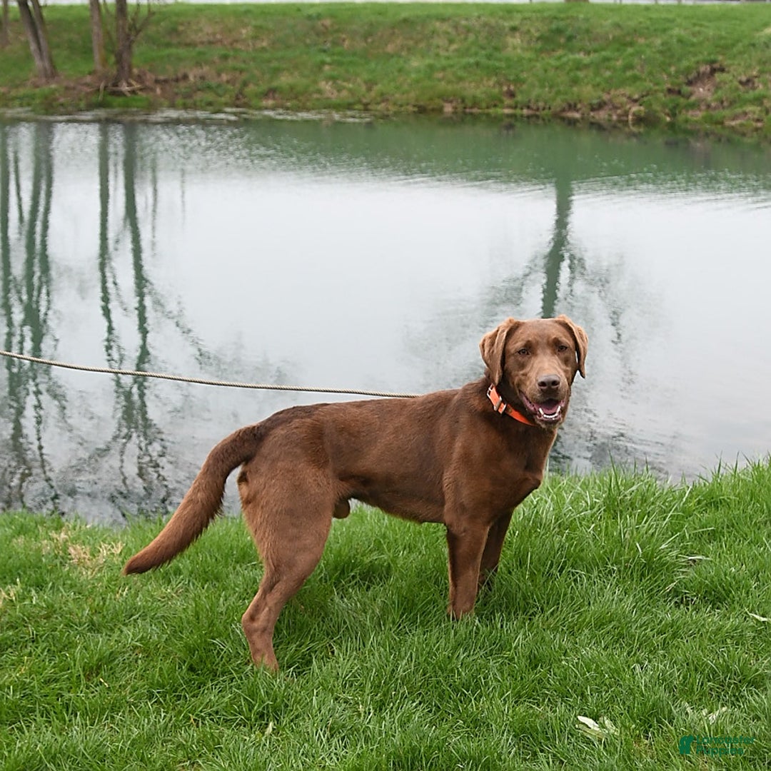 Labrador Retriever dogs for sale: Dixie - Image 7