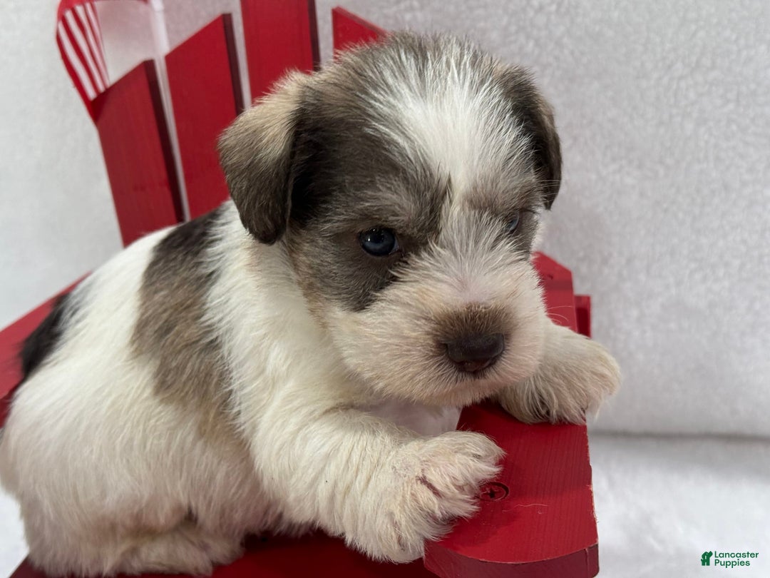 Miniature Schnauzer dogs for sale: Paisley Male 2 - Image 1