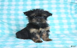 Morkie dogs for sale: Ginger - Image 3