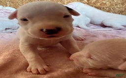 Dogo Argentino dogs for sale: M5 - Image 5
