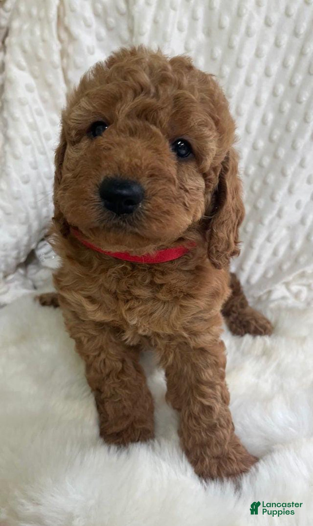 Goldendoodle dogs for sale: Cookie - Image 5
