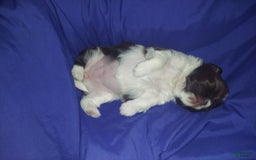Malshi dogs for sale: Baby - Image 2