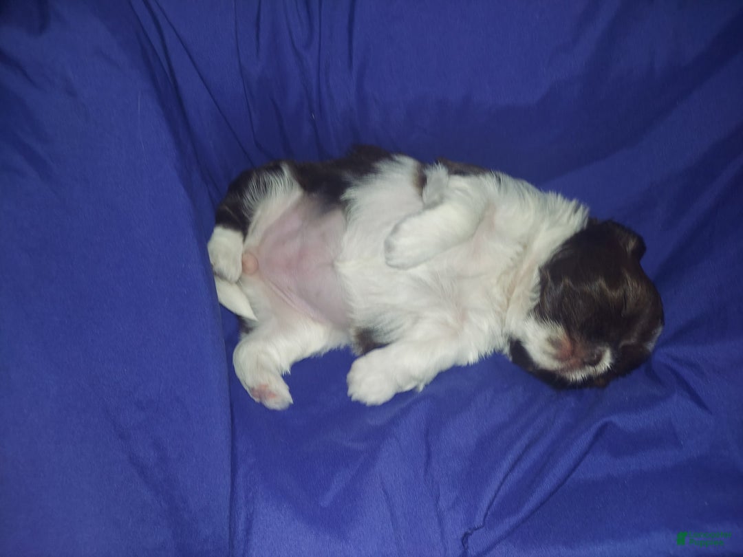 Malshi dogs for sale: Baby - Image 2