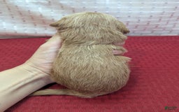 Cavapoo dogs for sale: Rex - Image 2