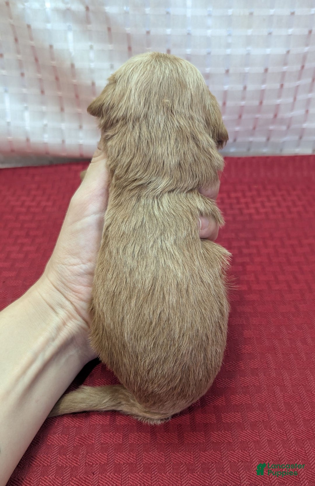 Cavapoo dogs for sale: Rex - Image 2