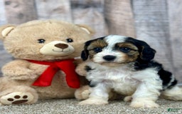 Cavapoo dogs for sale: Baxter - Image 3