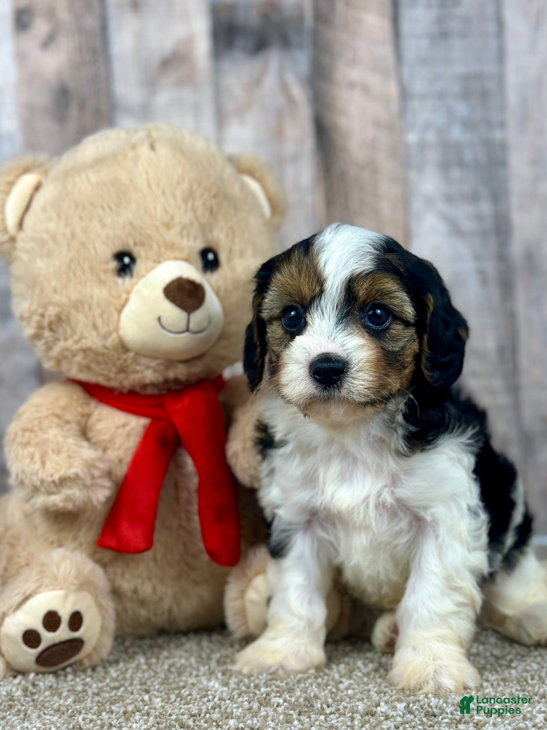 Cavapoo dogs for sale: Baxter - Image 3