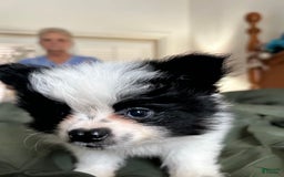 Pomeranian dogs for sale: Lexi Black - Image 13