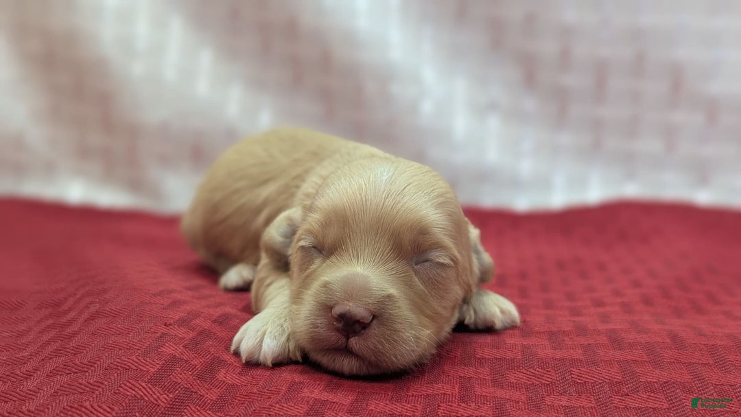 Cockapoo dogs for sale: Fishlegs - Image 9