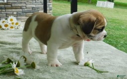 English Bulldog dogs for sale: Rosy - Image 1