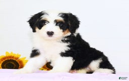 Mini Bernedoodle dogs for sale: Joy - Image 4