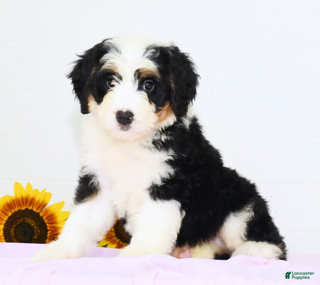 Mini Bernedoodle dogs for sale: Joy - Image 4