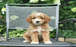 Mini Goldendoodle dogs for sale: Lincoln - Image 3