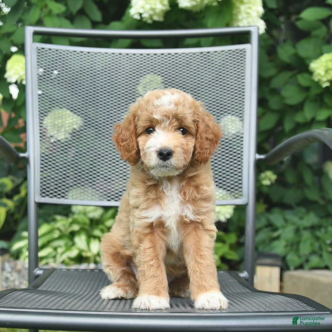 Mini Goldendoodle dogs for sale: Lincoln - Image 3