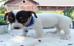 Jack Russell Terrier dogs for sale: Winston - Image 2