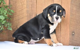 Beabull dogs for sale: Clint - Image 8