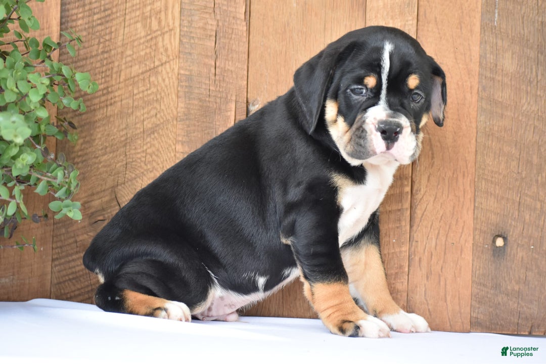 Beabull dogs for sale: Clint - Image 8