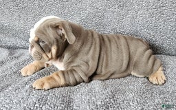 English Bulldog dogs for sale: Groza - Image 5