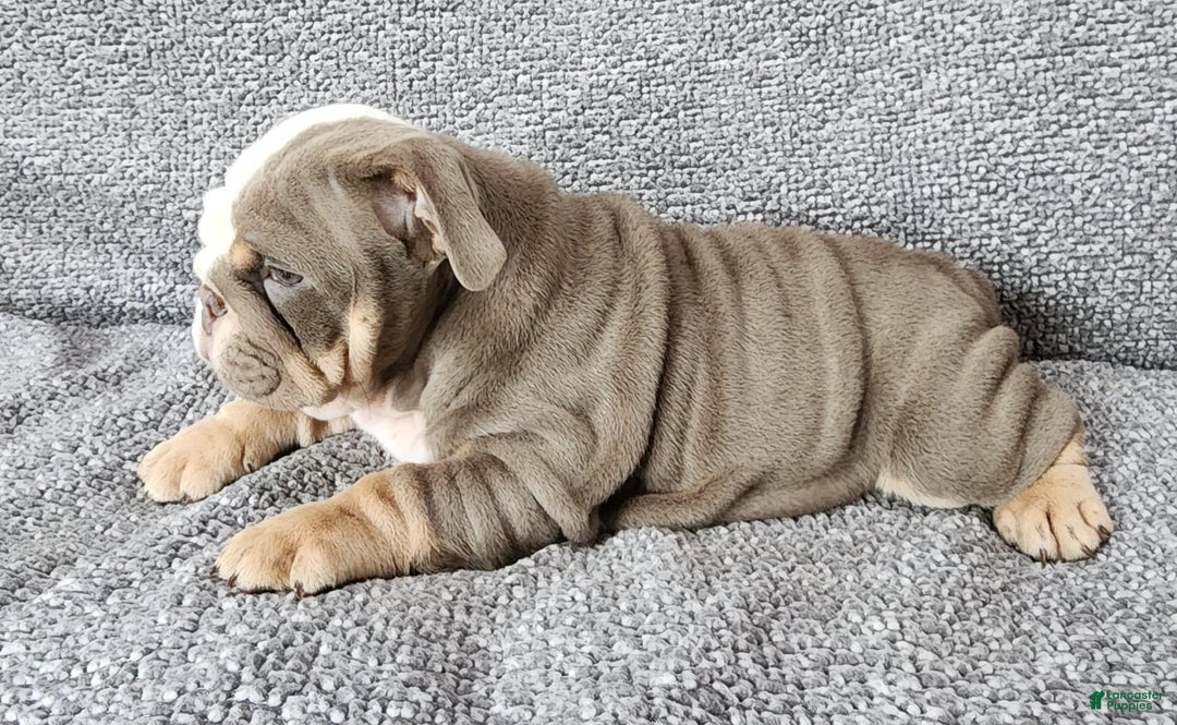 English Bulldog dogs for sale: Groza - Image 5