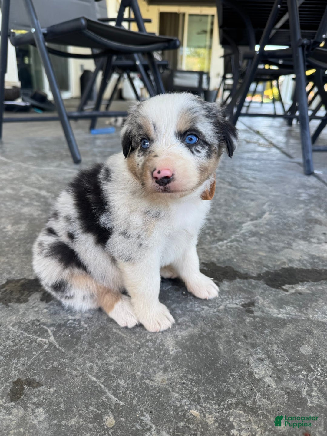 Australian Shepherd dogs for sale: Brown Collar - Image 4