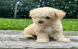 Yorkiepoo dogs for sale: Nugget - Image 6
